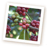 Coffee Cherries on the Tree